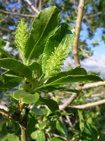 Salix pentandra / Bay Willow, F Col de Granon 22.6.2008