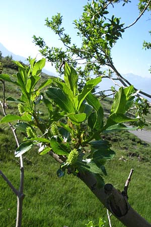 Salix pentandra / Bay Willow, F Col de Granon 22.6.2008