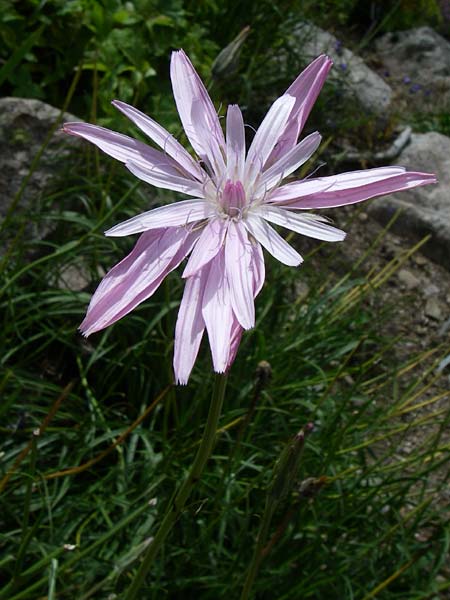 Scorzonera purpurea \ Purpur-Schwarzwurzel / Purple Viper's Grass, F Vogesen/Vosges, Botan. Gar.  Haut Chitelet 5.8.2008