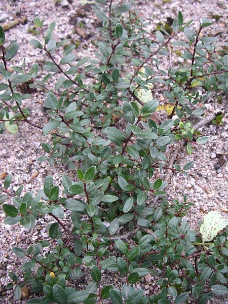 Salix repens \ Kriech-Weide / Creeping Willow, F Vogesen/Vosges, Botan. Gar.  Haut Chitelet 5.8.2008