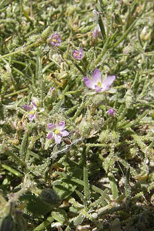 Spergularia marina / Lesser Sea Spurrey, F Stes. Maries 27.5.2009