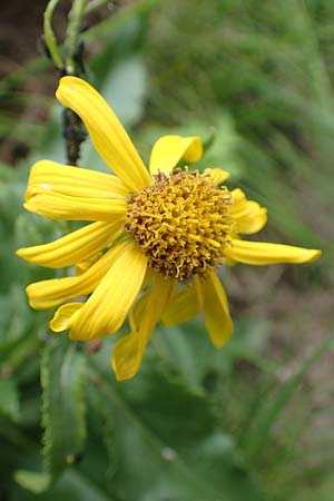 Senecio pyrenaicus \ Pyrenen-Greiskraut, F Pyrenäen, Canigou 24.7.2018