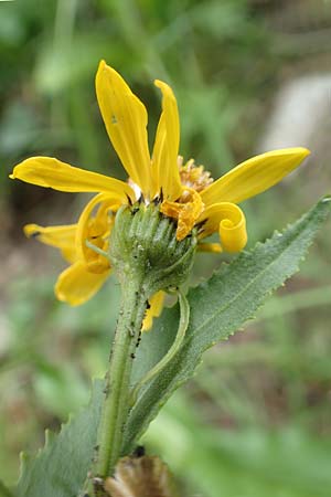 Senecio pyrenaicus \ Pyrenen-Greiskraut, F Pyrenäen, Canigou 24.7.2018