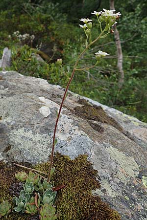 Saxifraga paniculata / Livelong Saxifrage, F Pyrenees, Canigou 24.7.2018