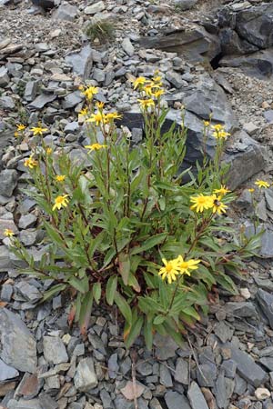 Senecio pyrenaicus \ Pyrenen-Greiskraut, F Pyrenäen, Puigmal 29.7.2018