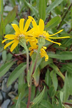 Senecio pyrenaicus \ Pyrenen-Greiskraut, F Pyrenäen, Puigmal 29.7.2018