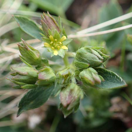 Sibbaldia procumbens / Creeping Sibbaldia, F Pyrenees, Puigmal 1.8.2018