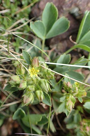 Sibbaldia procumbens \ Alpen-Gelbling / Creeping Sibbaldia, F Pyrenäen/Pyrenees, Puigmal 1.8.2018