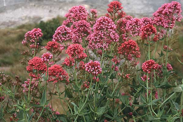 Centranthus ruber subsp. ruber \ Rote Spornblume / Red Valerian, F Mont S.  Michel 2.7.1984