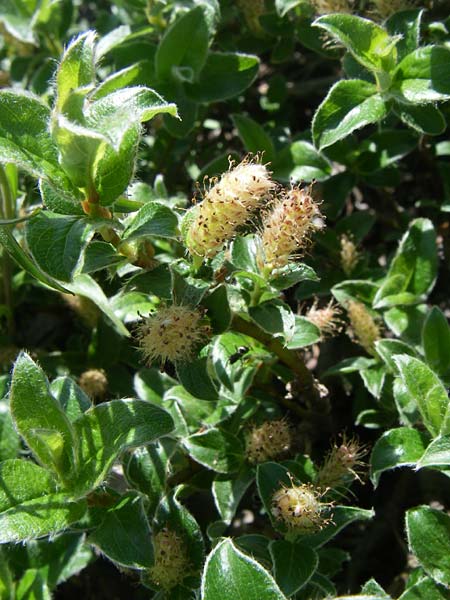 Salix pyrenaica \ Pyrenen-Weide / Pyrenean Willow, F Col de Lautaret Botan. Gar. 28.6.2008