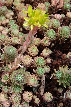 Sedum forsterianum \ Zierliche Felsen-Fetthenne / Rock Stonecrop, Welsh Stonecrop, F Vogesen/Vosges, Botan. Gar.  Haut Chitelet 5.8.2008