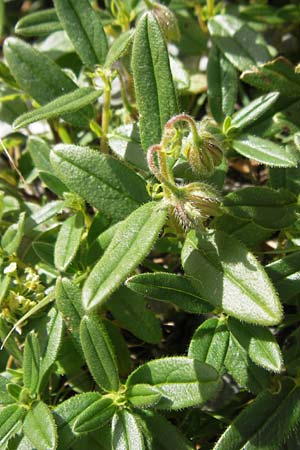 Helianthemum nummularium \ Kleinblttriges Sonnenrschen / Common Rock-Rose, F Pyrenäen/Pyrenees, Gourette 25.8.2011