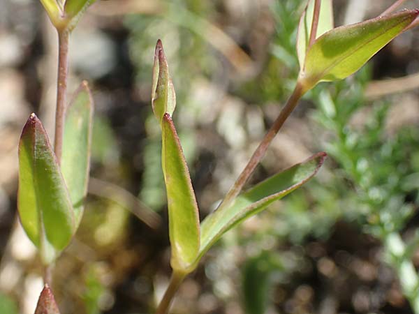 Silene rupestris \ Felsen-Leimkraut, F Collet de Allevard 9.7.2016