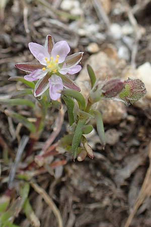 Spergularia rubra / Sea Spurrey, F Pyrenees, Mont Llaret 31.7.2018