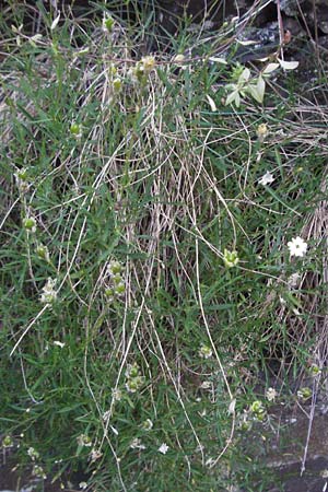 Silene saxifraga / Tufted Catchfly, F Valleraugue 8.6.2006