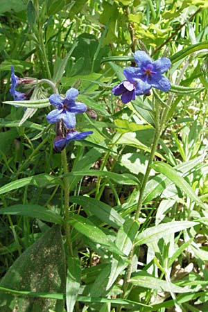 Lithospermum purpurocaeruleum \ Blauroter Steinsame / Purple Gromwell, F Causse du Larzac 15.5.2007