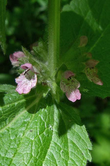 Stachys x ambigua \ Zweifelhafter Ziest / Hybrid Woundwort, F Pyrenäen/Pyrenees, Aunat 27.6.2008