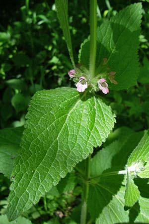 Stachys x ambigua \ Zweifelhafter Ziest / Hybrid Woundwort, F Pyrenäen/Pyrenees, Aunat 27.6.2008