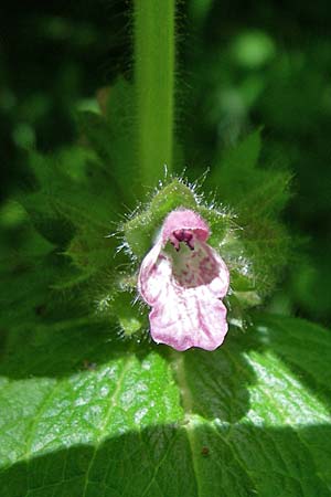 Stachys x ambigua \ Zweifelhafter Ziest / Hybrid Woundwort, F Pyrenäen/Pyrenees, Aunat 27.6.2008