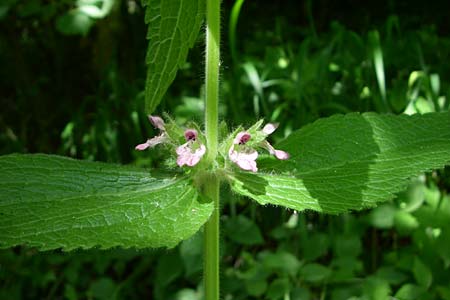 Stachys x ambigua \ Zweifelhafter Ziest / Hybrid Woundwort, F Pyrenäen/Pyrenees, Aunat 27.6.2008