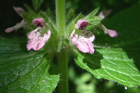 Stachys x ambigua \ Zweifelhafter Ziest / Hybrid Woundwort, F Pyrenäen/Pyrenees, Aunat 27.6.2008