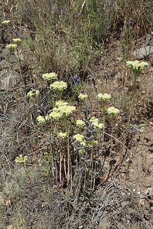 Sedum sediforme \ Nizza-Mauerpfeffer / Pale Stonecrop, F Pyrenäen/Pyrenees, Sougia 23.7.2018