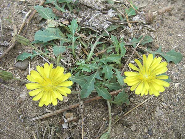 Sonchus tenerrimus \ Zarte Gnsedistel, F Vias Plage 20.8.2006