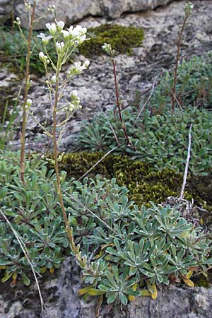 Saxifraga callosa subsp. callosa \ Dickblttriger Steinbrech / Thick-Leaved Saxifrage, F Clue de Chabrieres 12.5.2007