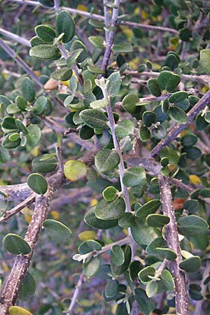 Olea sylvestris \ Wilder lbaum / Oleaster, F Rivesaltes 24.6.2008