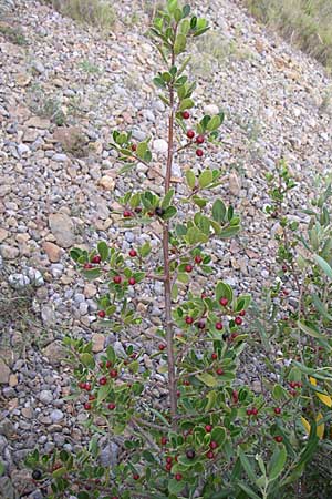 Rhamnus alaternus / Italian Buckthorn, Evergreen Buckthorn, F Rivesaltes 24.6.2008
