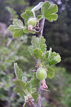 Ribes uva-crispa \ Stachelbeere / Gooseberry, F Pyrenäen/Pyrenees, Eyne 25.6.2008