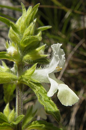 Stachys annua / Annual Yellow Woundwort, F Causse du Larzac 3.6.2009