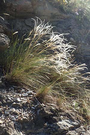 Stipa pennata agg. \ Grauscheidiges Federgras, F Gorges du Bachelard 9.7.2016