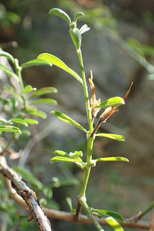 Rhamnus oleoides \ Olivenblttriger Kreuzdorn, F Pyrenäen, Caranca - Schlucht 30.7.2018