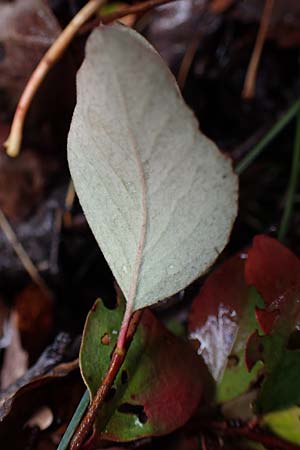 Amelanchier ovalis \ Gewhnliche Felsenbirne / European Service Berry, F Bonneval-sur-Arc 6.10.2021