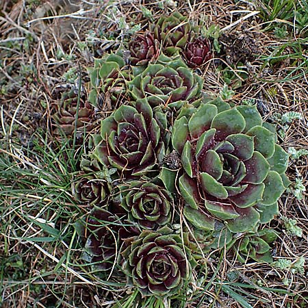 Sempervivum tectorum \ Dach-Hauswurz / Common House-Leek, F Col de Gleize 29.4.2023