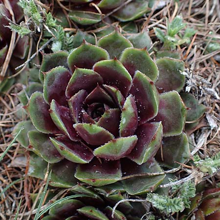 Sempervivum tectorum \ Dach-Hauswurz, F Col de Gleize 29.4.2023