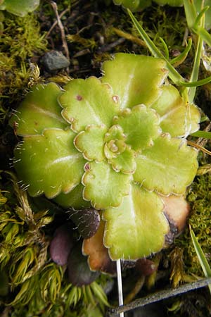 Saxifraga umbrosa \ Schatten-Steinbrech, Porzellanblmchen, F Pyrenäen, Gourette 25.8.2011