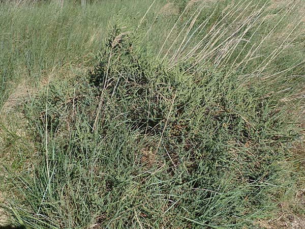 Suaeda maritima \ Salz-Sode, F Camargue,  Mas-Thibert 2.5.2023