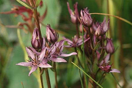 Swertia perennis \ Sumpf-Enzian, Tarant / Marsh Felwort, F Vanoise, Val Thorens 27.7.2002