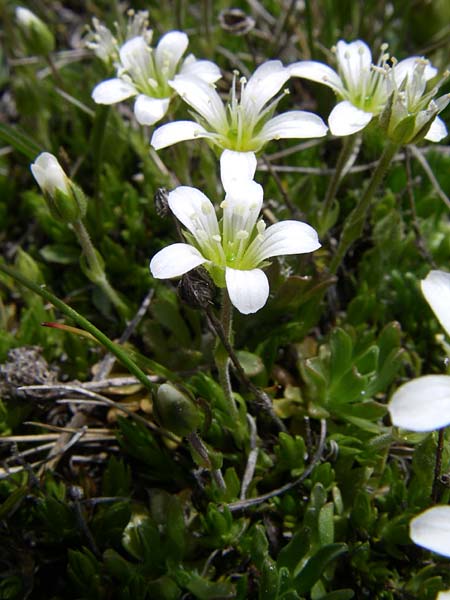 Arenaria ciliata ? \ Bewimpertes Sandkraut / Fringed Sandwort, Hairy Sandwort, F Pyrenäen/Pyrenees, Port d'Envalira 26.6.2008