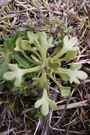 Saxifraga tridactylites \ Dreifinger-Steinbrech, F Erstein 16.3.2013