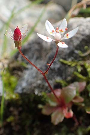 Saxifraga stellaris \ Stern-Steinbrech / Starry Saxifrage, F Pyrenäen/Pyrenees, Canigou 24.7.2018