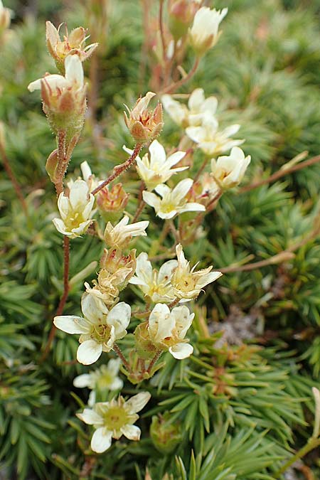 Saxifraga exarata subsp. fastigiata ? \ Aufrechter Moschus-Steinbrech, F Pyrenäen, Mont Llaret 31.7.2018