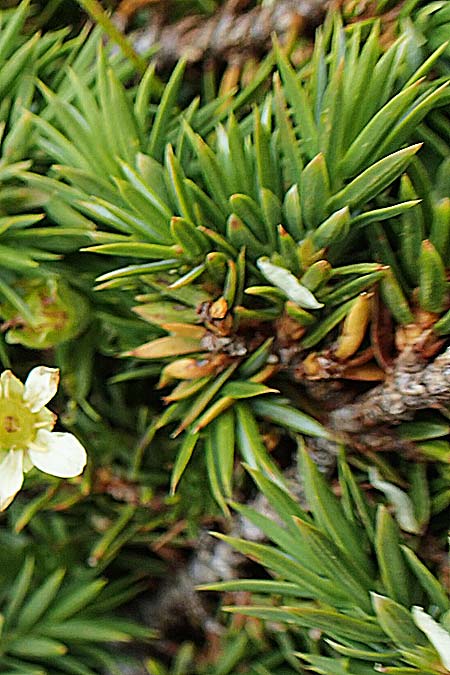 Saxifraga exarata subsp. fastigiata ? \ Aufrechter Moschus-Steinbrech, F Pyrenäen, Mont Llaret 31.7.2018