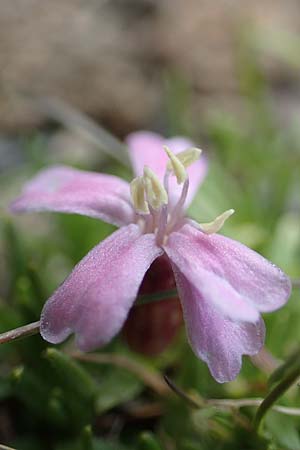 Silene exscapa \ Kiesel-Polsternelke, Silikat-Polsternelke, F Pyrenäen, Puigmal 1.8.2018