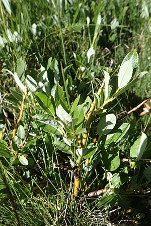 Salix repens \ Kriech-Weide / Creeping Willow, F Pyrenäen/Pyrenees, Mont Louis 3.8.2018