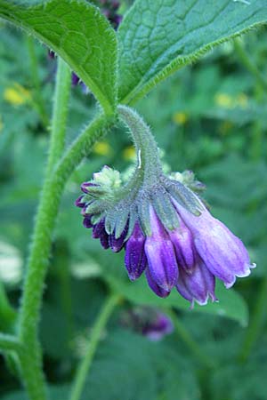 Symphytum uplandicum / Russian Comfrey, F Pyrenees, Eyne 26.6.2008