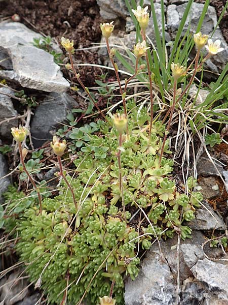 Saxifraga exarata subsp. exarata / White Musky Saxifrage, F Col de la Bonette 8.7.2016