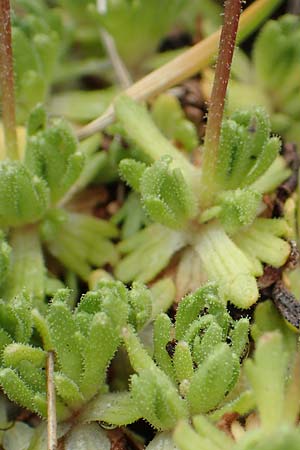 Saxifraga exarata subsp. exarata / White Musky Saxifrage, F Col de la Bonette 8.7.2016